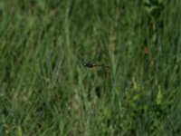 Somatochlora flavomaculata 5, Gevlekte glanslibel, Vlinderstichting-Tim Termaat