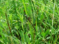 Somatochlora flavomaculata 8, Gevlekte glansdlibel, Saxifraga-Hans Grotenhuis