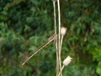 Sympecma fusca 23, Bruine winterjuffer, Saxifraga-Harry van Oosterhout : insect, libel, noorse winterjuffer