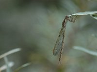 Sympecma fusca 8, Bruine winterjuffer, Vlinderstichting-Jaap Bouwman