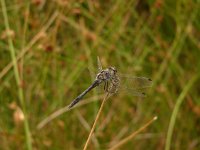 Sympetrum danae 23, Zwarte heidelibel, Saxifraga-Harry van Oosterhout : insect, libel, zwarte heidelibel