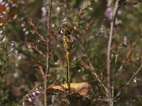 Sympetrum danae 29, female, Zwarte heidelibel, Saxifraga-Jan van der Straaten
