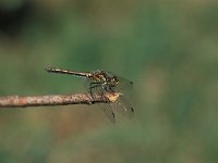 Sympetrum danae 5, Zwarte heidelibel, female, Vlinderstichting-Antoin van der Heijden