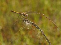 Steenrode heidelibel-V- #02 : Steenrode heidelibel, Vagrant Darter, Sympetrum vulgatum, female