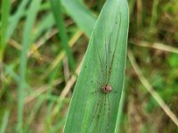 Dicranopalpus ramosus 6, Strekpoot, Saxifraga-Ben Delbaere