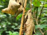 Opilio canestrinii 7, Rode hooiwagen, Saxifraga-Ben Delbaere