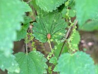 Opilio canestrinii10, Rode hooiwagen, Saxifraga-Tom Heijnen