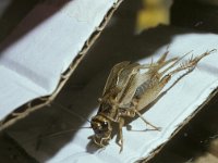 Orthoptera, Sprinkhanen-Krekels, Grasshoppers-Crickets