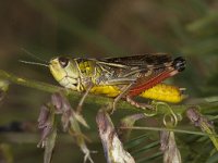 Arvyptera microaptera 1, Saxifraga-Paul Westrich