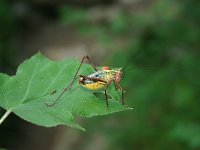 Barbitistes fischeri, Southern Saw-tailed Bush-cricket