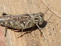 Calliptamus italicus, Italian Locust