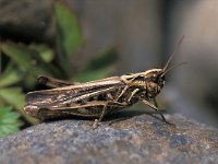 Chorthippus biguttulus, Bow-winged Grasshopper