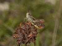 Chorthippus biguttulus 5, Ratelaar,male, Saxifraga-Paul Westrich