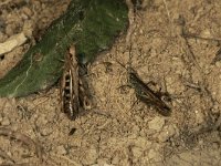 Chorthippus biguttulus 7, Ratelaar, female and male, Saxifraga-Paul Westrich