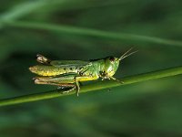 Chorthippus montanus, Water-meadow Grasshopper