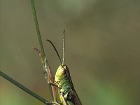 Chorthippus parallelus, Meadow Grasshopper
