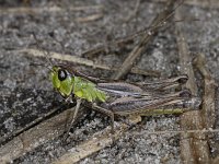 Chorthippus parallelus #04762 : Chorthippus parallelus, Meadow grasshopper, Krasser, vrouwtje