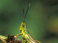 Chrysochraon dispar, Large Gold Grasshopper