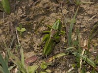 Decticus verrucivorus 14, Wrattenbijter, Saxifraga-Paul Westrich