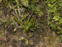 Decticus verrucivorus 15, Wrattenbijter, Saxifraga-Paul Westrich