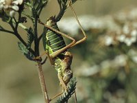 Ephippiger ephippiger, Saddle-backed Bush-cricket