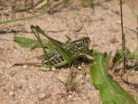 Gampsocleis glabra, Heath Bush-cricket