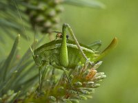 Leptophyes punctatissima, Speckled Bush-cricket