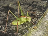 Leptophyes punctatissima 01 #05008 : Leptophyes punctatissima, Speckled bush-cricket, Struiksprinkhaan, mannetje