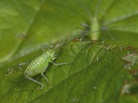 Leptophyes punctatissima #07276 : Leptophyes punctatissima, Speckled bush-cricket, Struiksprinkhaan, Nimf
