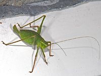 Leptophyes punctatissima 01 #09454 : Leptophyes punctatissima, Speckled bush-cricket, Struiksprinkhaan, vrouwtje