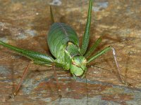 Leptophyes punctatissima 01 #09455 : Leptophyes punctatissima, Speckled bush-cricket, Struiksprinkhaan, vrouwtje