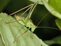Leptophyes punctatissima #03311 : Leptophyes punctatissima, Speckled bush-cricket, Struiksprinkhaan
