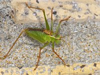 Leptophyes punctatissima #09449 : Leptophyes punctatissima, Speckled bush-cricket, Struiksprinkhaan, mannetje