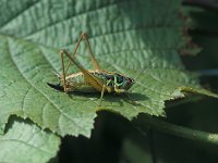 Metrioptera roeselii, Roesel s Bush-cricket