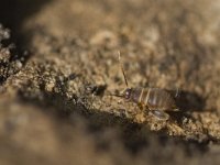 Myrmecophilus acervorum, Ant-loving Cricket