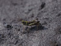 Myrmeleotettix maculatus, Mottled Grasshopper