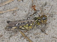 Myrmeleotettix maculatus #08914 : Myrmeleotettix maculatus, Mottled grasshopper, Knopsprietje