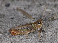 Myrmeleotettix maculatus #03634 : Myrmeleotettix maculatus, Mottled grasshopper, Knopsprietje, mannetje