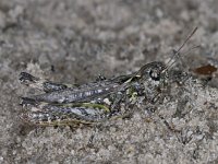 Myrmeleotettix maculatus #03634 : Myrmeleotettix maculatus, Mottled grasshopper, Knopsprietje, vrouwtje
