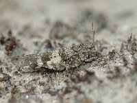 Oedipoda caerulescens 7, Blauwvleugelsprinkhaan, Saxifraga-Jaap Bouwman