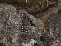 Oedipoda germanica 3, Roodvleugelsprinkhaan, Saxifraga-Paul Westrich