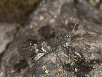 Oedipoda germanica 4, Roodvleugelsprinkhaan, Saxifraga-Paul Westrich