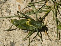 Polysarcus denticauda, Large Saw-tailed Bush-cricket