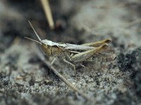 Stenobothrus lineatus,  Stripe-Winged Grasshopper