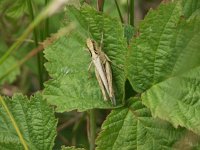 Stenobothrus stigmaticus, Lesser Mottled Grasshopper