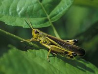 Stethophyma grossum, Large Marsh Grasshopper