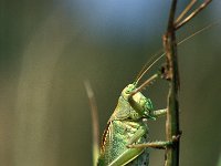 Tettigonia cantans, Upland Green Bush-cricket
