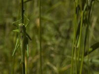 Tettigonia cantans 7, Kleine groene sabelsprinkhaan, Saxifraga-Marijke Verhagen