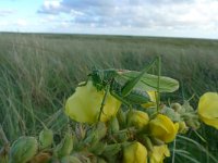 Tettigonia viridissima, Great Green Bush-cricket