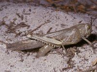 Anacridium aegyptium 1, Egyptische treksprinkhaan, laying eggs, Saxifraga-Pieter van Breugel